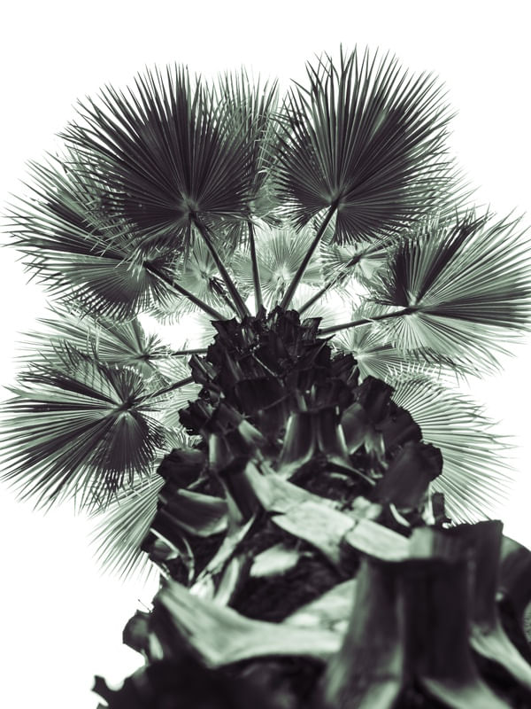 A PALMEIRA WASHINGTONIA