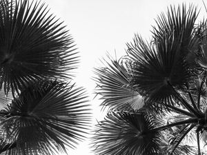 PAISAGISMO PALMEIRA WASHINGTONIA