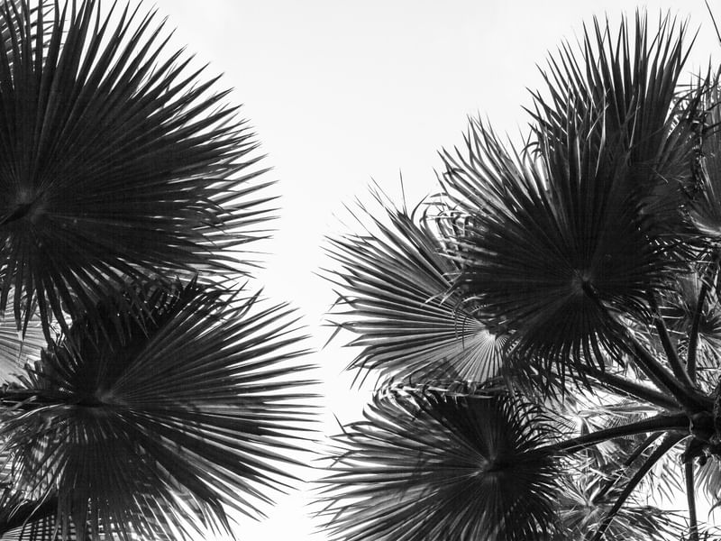 PAISAGISMO PALMEIRA WASHINGTONIA