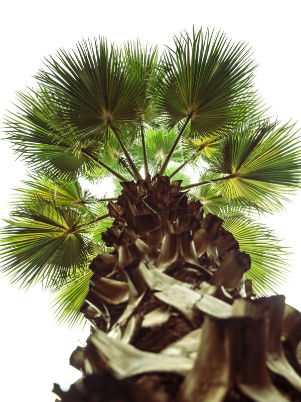 PALMEIRA WASHINGTONIA E SUAS TEXTURAS