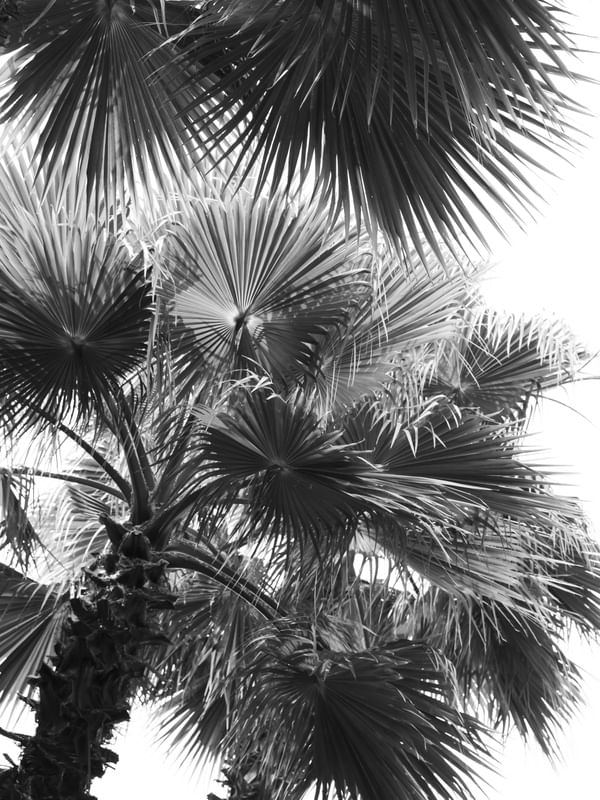 FOLHAGEM PALMEIRA WASHINGTONIA