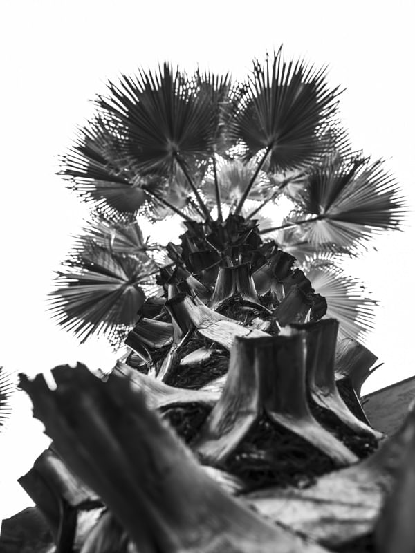 A PALMEIRA WASHINGTONIA PB