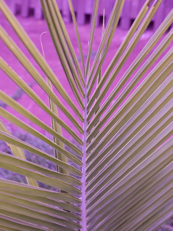 LINHAS VERDES E ROSA