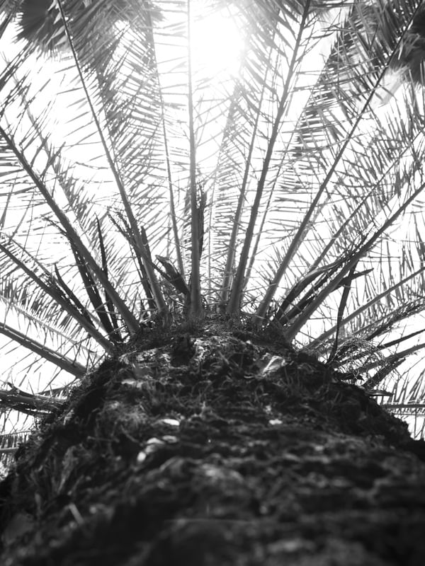 DETALHE PALMEIRA PB