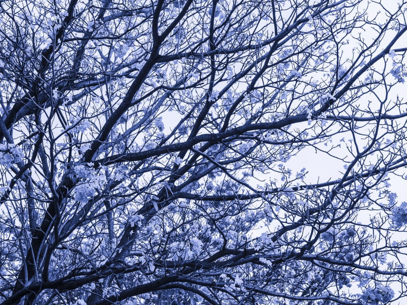 FLORADA AZUL