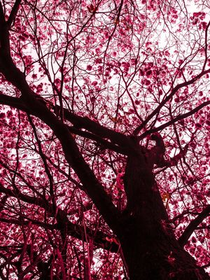 SILHUETA IPE ROSA