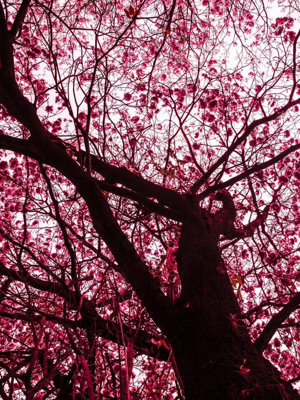 SILHUETA IPE ROSA