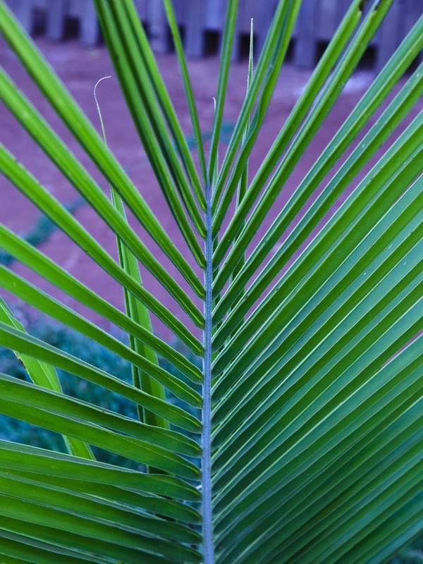 TUDO VERDE I