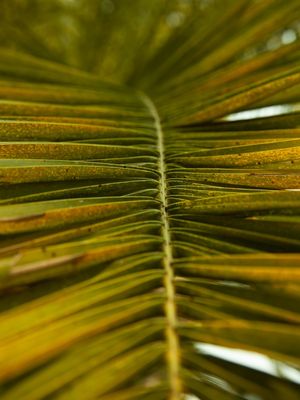 CLOSE GREENERY