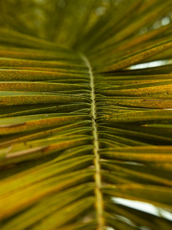 CLOSE GREENERY