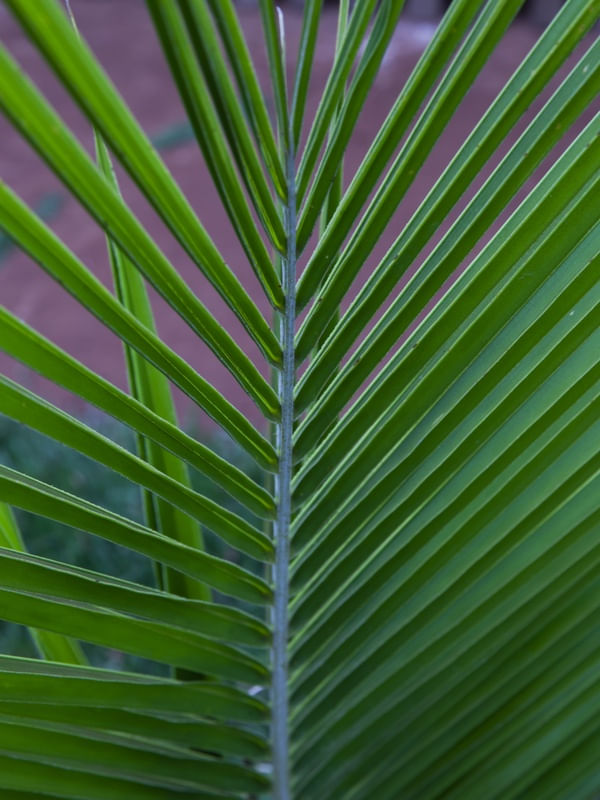 PARALELAS VERDES