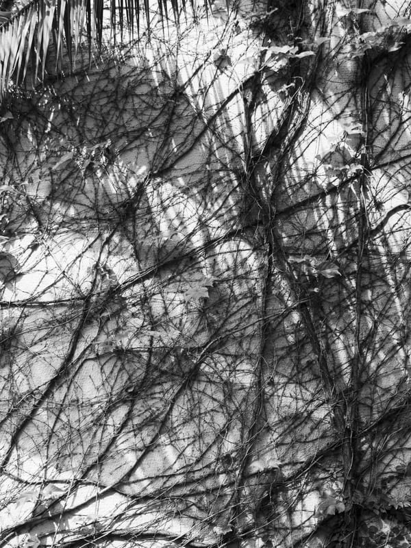 TEXTURAS NATURAIS - TREPADEIRA