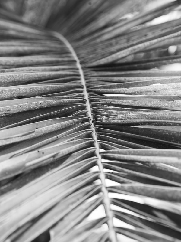 TEXTURAS DA NATUREZA