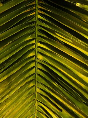 DETALHE TROPICAL I