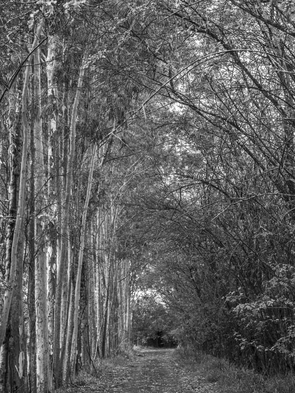 O CAMINHO COBERTO POR ARVORES