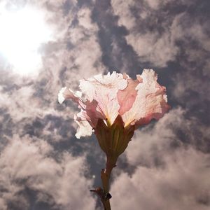 FLOR POP ROSA
