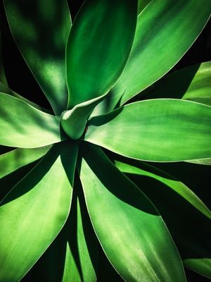 ATTENUATA II