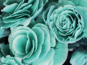 BEGONIA VERDE AGUA