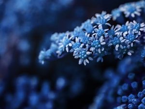 FLOR PEQUENA AZUL