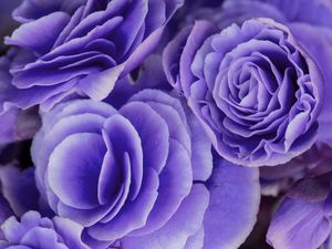 BEGONIA FLOR ROXA