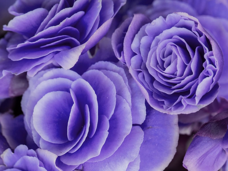 BEGONIA FLOR ROXA