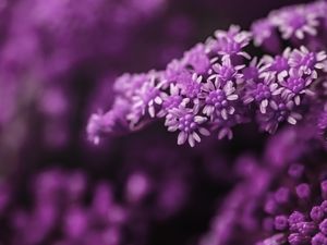 FLOR ROXA PEQUENA