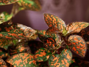 PLANTA CONFETE LARANJA
