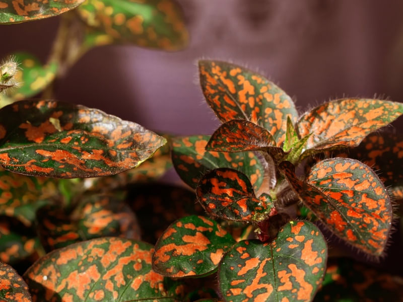PLANTA CONFETE LARANJA