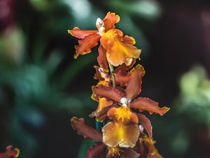 FLOR ORQUIDEA LARANJA