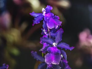 FLOR ORQUIDEA ROXA