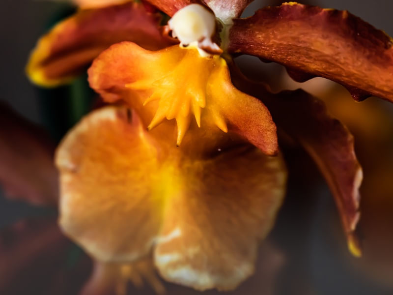 FLOR ORQUIDEA LARANJA MACRO
