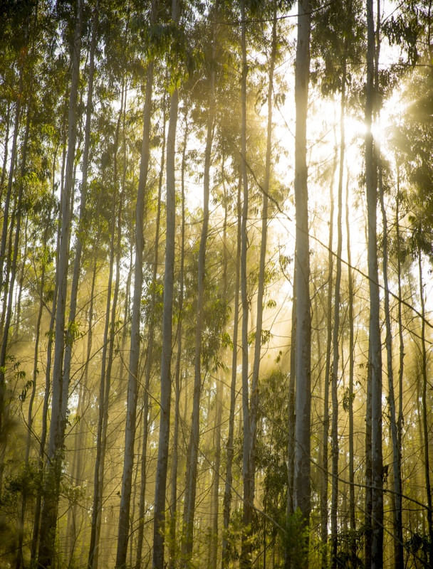 SOL EM FLORESTA DE EUCALIPTOS