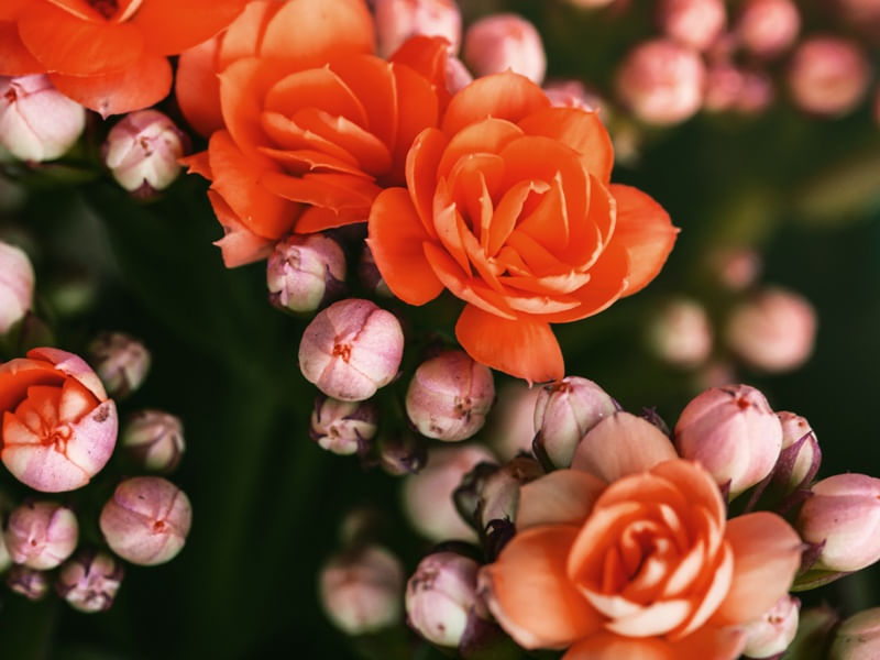 FLOR DA FORTUNA LARANJA