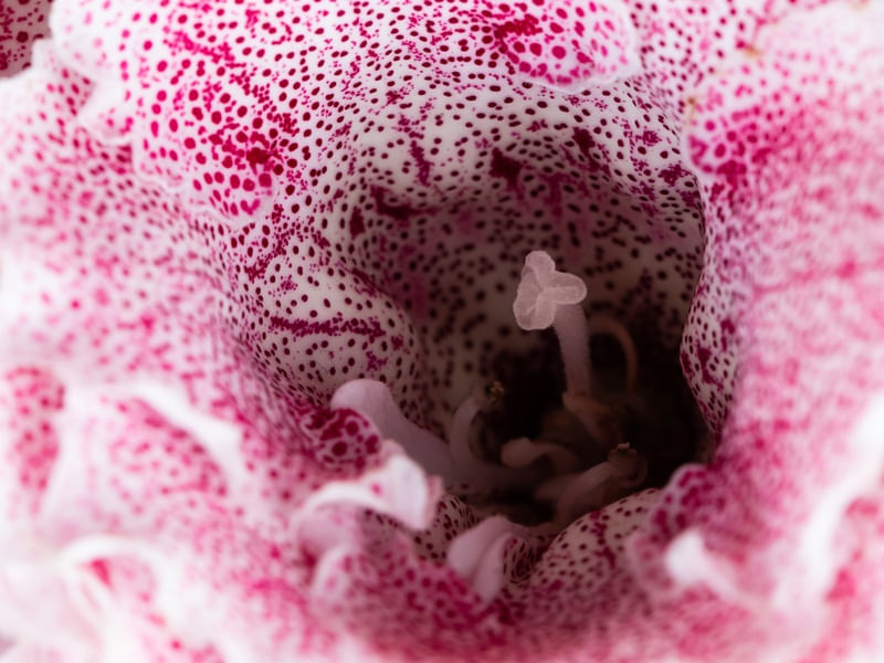FLOR ROSA INTERIOR MACRO