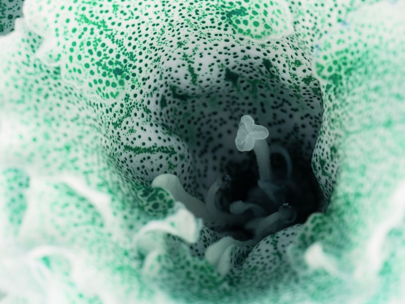 FLOR INTERIOR VERDE MACRO