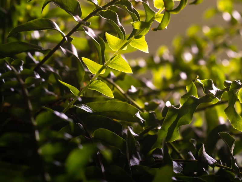 SAMAMBAIA VERDE MACRO