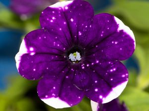 FLOR PETUNIA ROXA MACRO