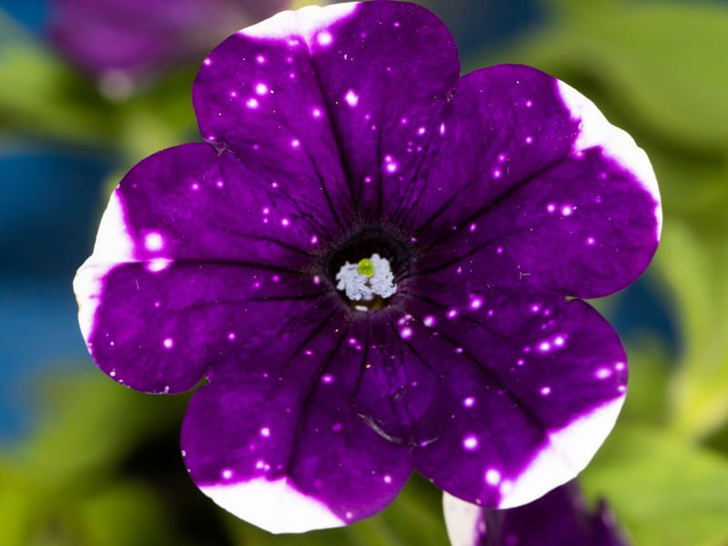 FLOR PETUNIA ROXA MACRO
