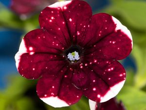 FLOR PETUNIA VERMELHA MACRO