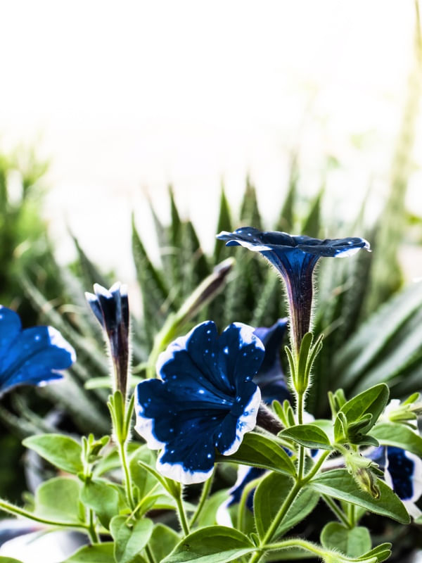 PETUNIAS AZUIS NO JARDIM