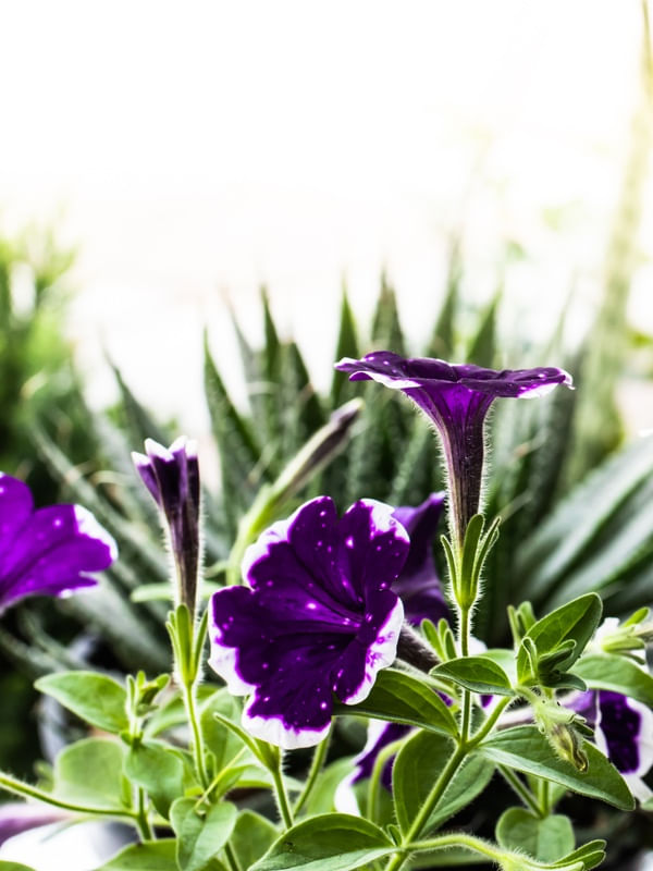 PETUNIAS ROXAS NO JARDIM