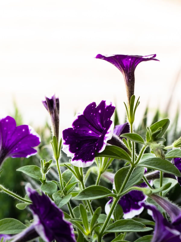 PETUNIAS NO JARDIM 2