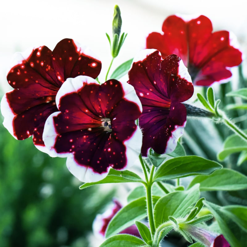 PETUNIAS VERMELHAS MACRO