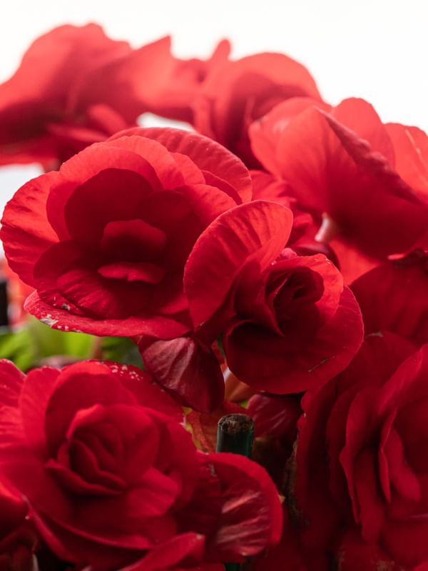 BEGONIA VERMELHA MACRO
