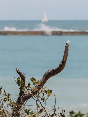 JANGADAS DA COSTA