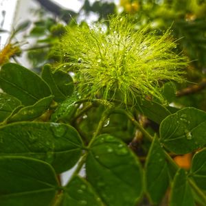 CHUVA FLOR