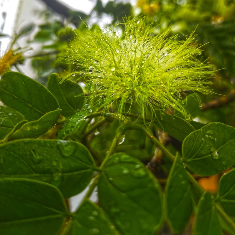 CHUVA FLOR