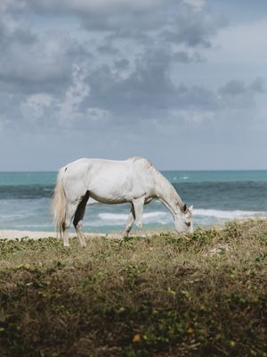 SEAHORSE ALAGOAS
