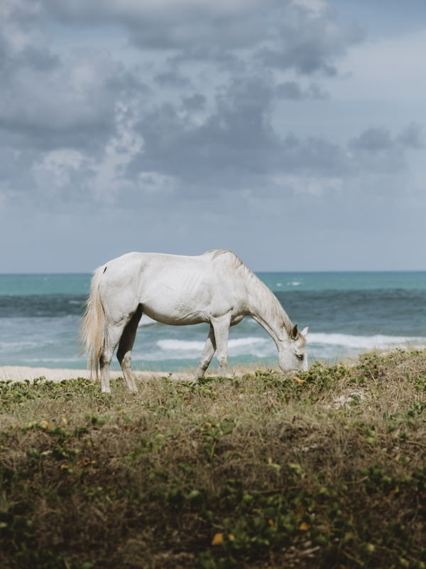 SEAHORSE ALAGOAS