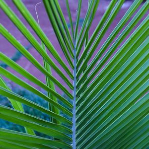GREEN PLANT II